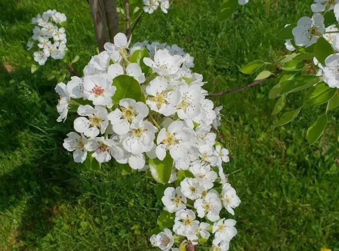 Deutsches Eck - Bayerischer Hof * 로데스하임암라인